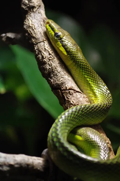 Schlangentier Fleischfressendes Reptil — Stockfoto