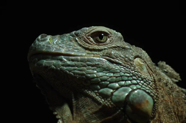 Animal Exótico Iguana Lagarto — Fotografia de Stock