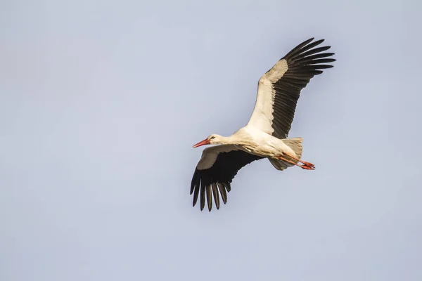 Vue Panoramique Cigogne Blanche Nature Sauvage — Photo