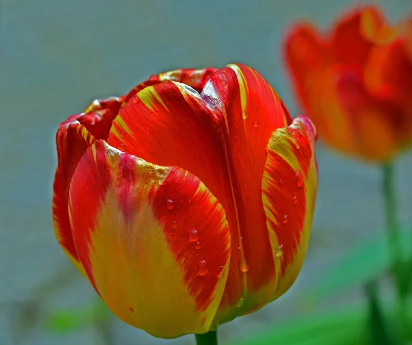 Tulips Flowers Petals Spring Flora — Stock Photo, Image