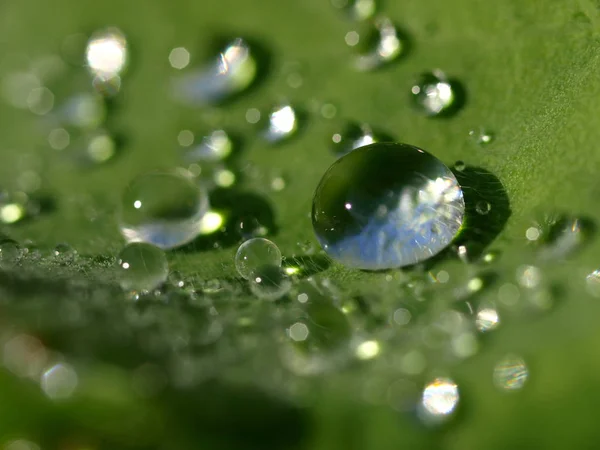 Orvalho Manhã Folhas Verdes — Fotografia de Stock