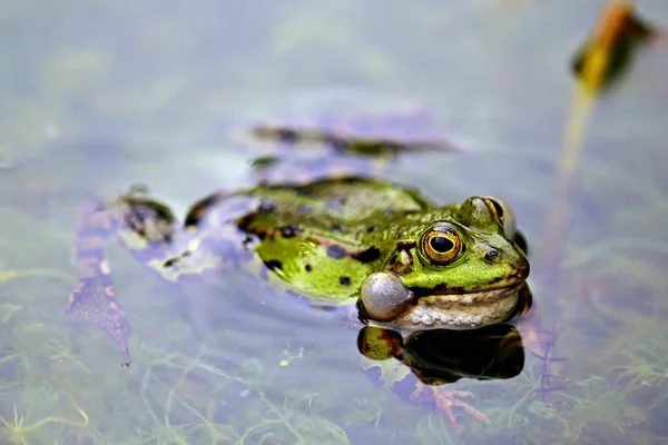 Schallblase Esculenta Teichfrosch Peloplhylax Esculentus Rana — ストック写真