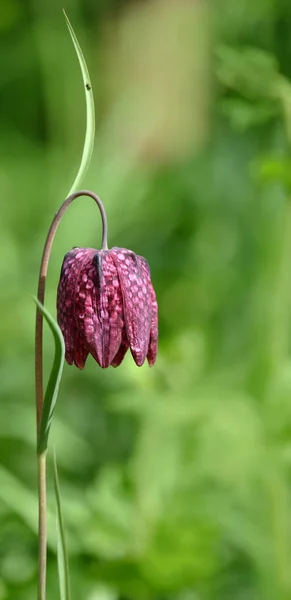 Güzel Çiçekler Çiçek Konsepti Doğa Arka Planı — Stok fotoğraf