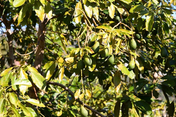 Avocados Baum Spanien — Stockfoto