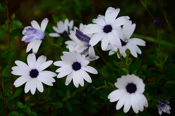 Krásné Letní Květiny Flóra Botanika — Stock fotografie