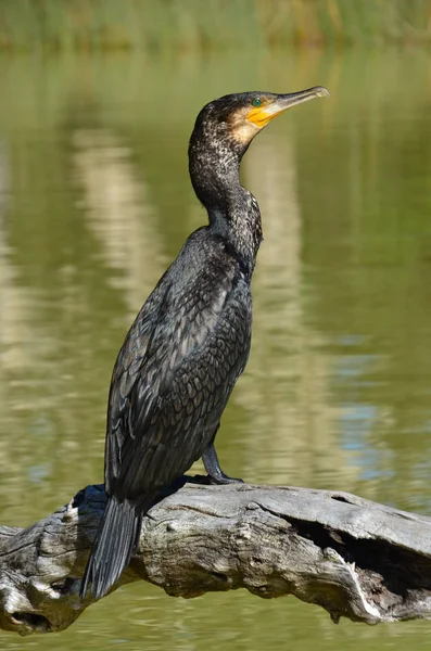 Storskarv Phalacrocorax Carbo — Stockfoto