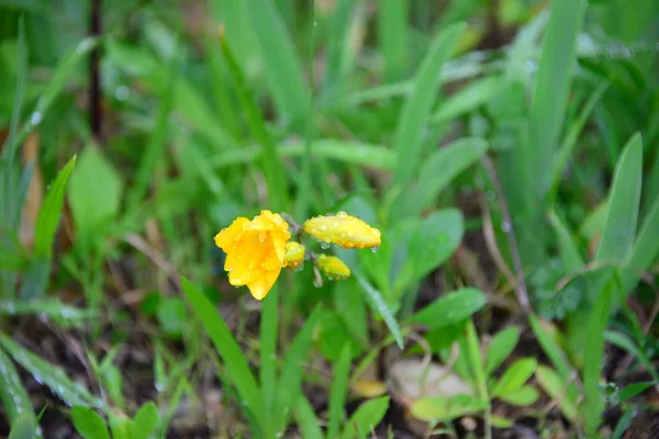 Spring Messengers Spain — Stock Photo, Image