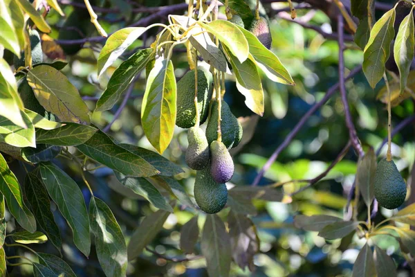 Avocados Baum Spain — Stockfoto