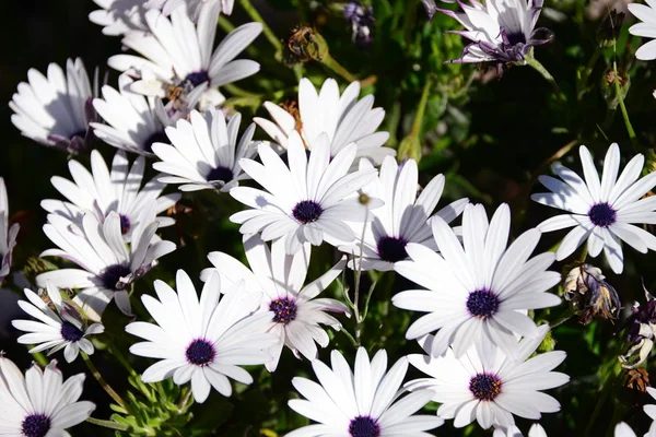 Fiore Magico Spagna — Foto Stock