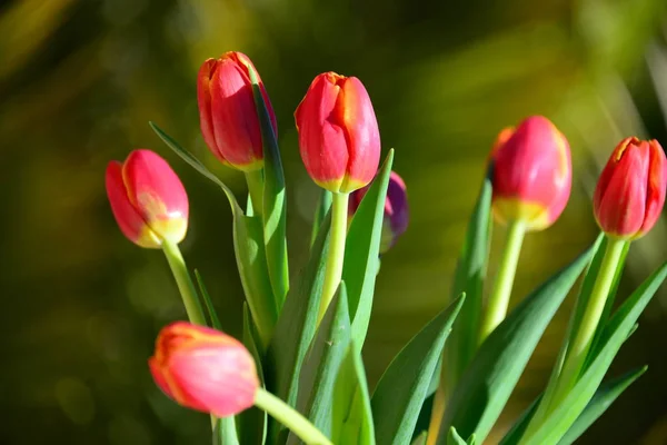 Tulipanes Florecientes Flores Prado Flora Primavera — Foto de Stock