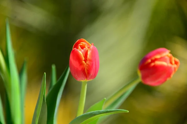 Tulpen Bloemen Flora Het Voorjaar — Stockfoto