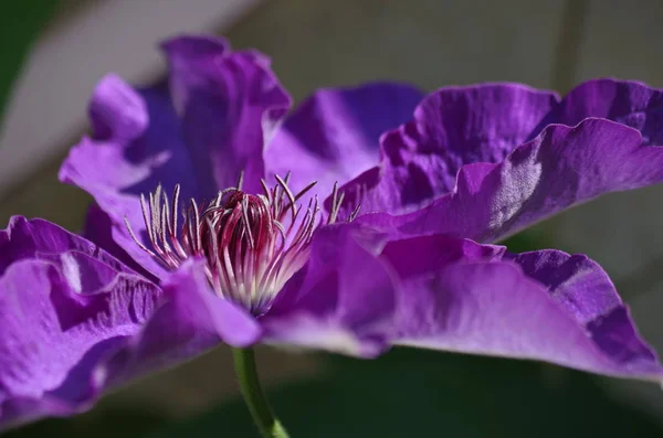 Клематис Лепестки Цветов Флора — стоковое фото