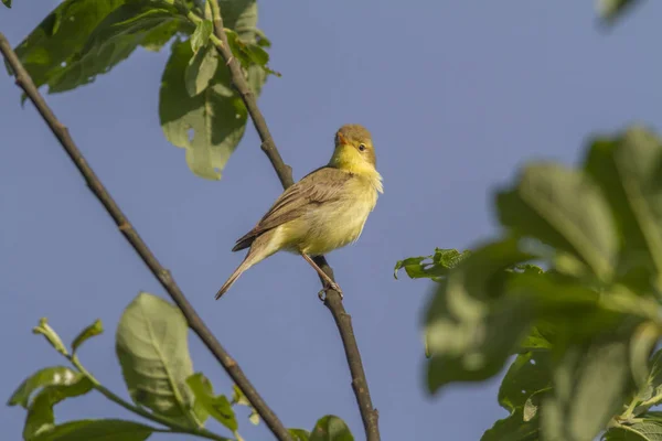 Orpheus Beffa Siede Ramo — Foto Stock