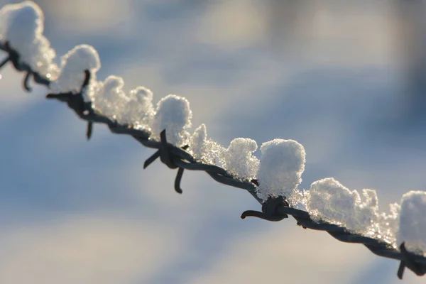 Schneemütze Auf Dem Zaun — Stockfoto