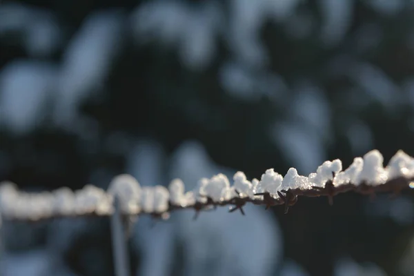 Sneeuwmuts Het Hek — Stockfoto