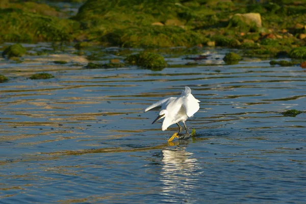 Garza Nieve Caza Peces Marea Creciente — Foto de Stock