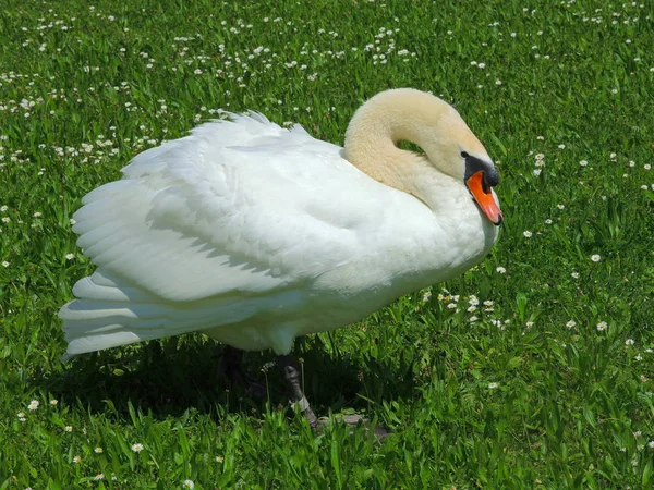 Schilderachtig Uitzicht Majestueuze Zwaan Natuur — Stockfoto