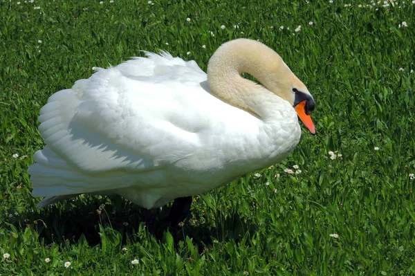 Vista Panorâmica Cisne Majestoso Natureza — Fotografia de Stock