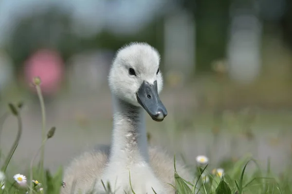 Photo Thème Oiseau Pittoresque — Photo