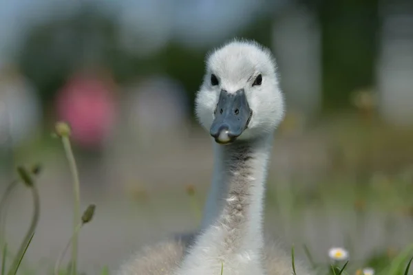 Prairie Est Habitat Ouvert Champ Végétalisé Par Herbe Les Herbes — Photo