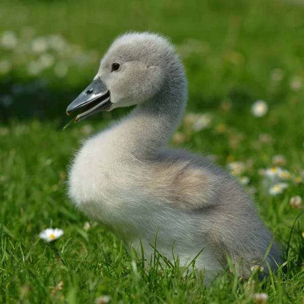 Cygne Poussins Dans Prairie — Photo