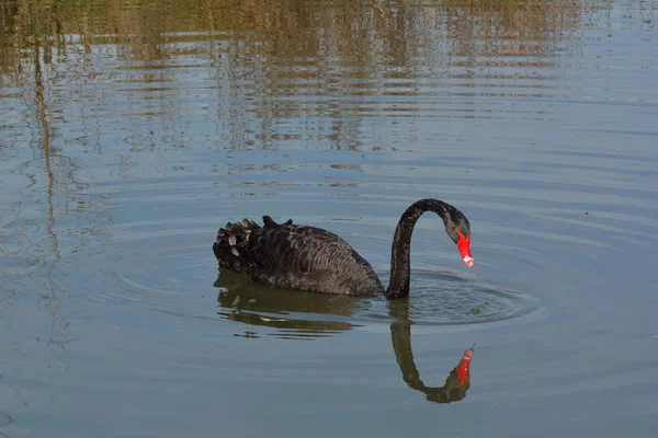 Черный Лебедь Реке — стоковое фото