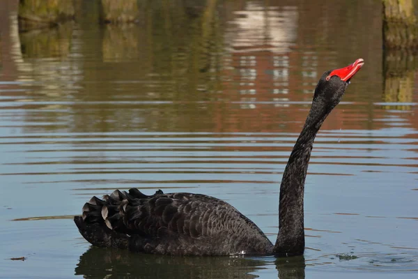 Cisne Negro Rio — Fotografia de Stock