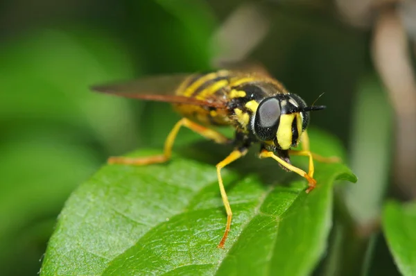 자연계의 곤충을 가까이 — 스톡 사진