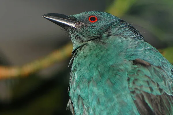 Vista Panorámica Hermoso Pájaro Naturaleza — Foto de Stock