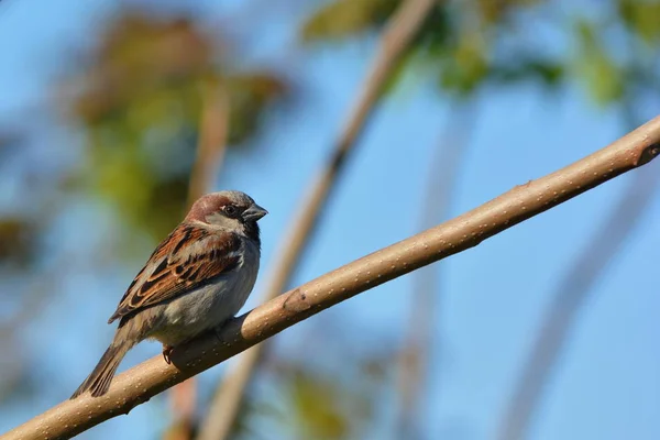 Petit Moineau Dans Les Buissons — Photo