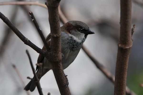 茂みの中の小さな雀 — ストック写真