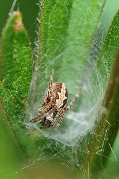 Araña Espeluznante Insecto Aterrador — Foto de Stock