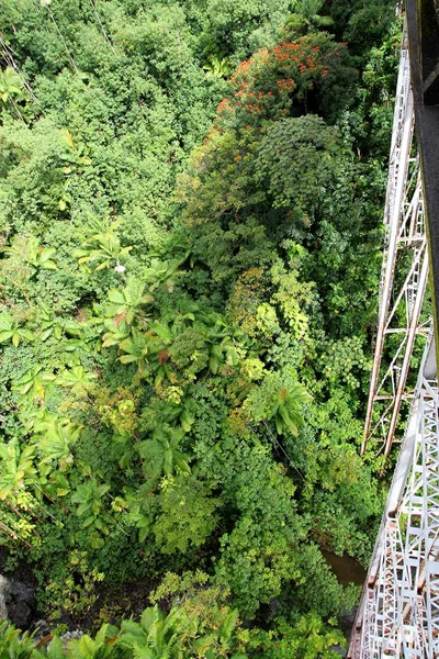 ジャングルを渡る橋 — ストック写真