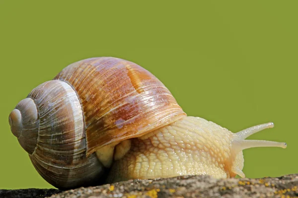 Caracol Hélice Pomatia Vista Lateral — Fotografia de Stock