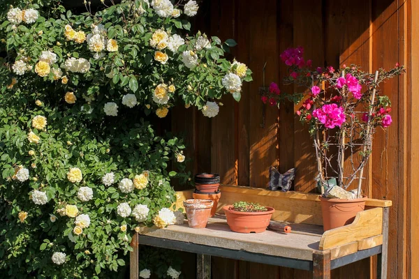 Planteringsbord Trädgården — Stockfoto