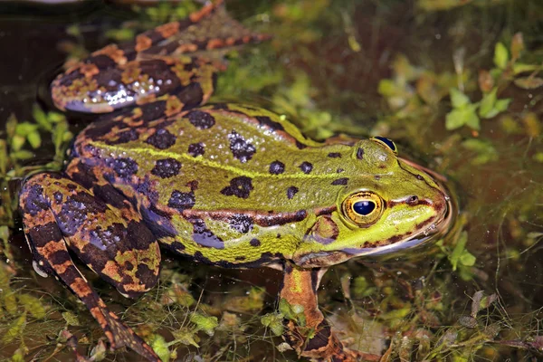 Pond Frog Rana Esculenta Spawning Water — Stock Photo, Image