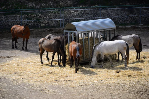 Άλογα Στο Paddock Spain — Φωτογραφία Αρχείου