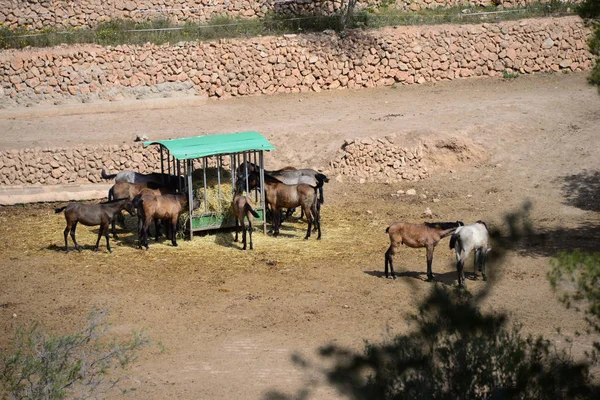 Άλογα Στο Paddock Spain — Φωτογραφία Αρχείου