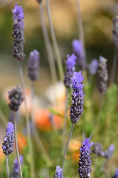 Fleurs Violettes Lavande Fleurs Violettes — Photo