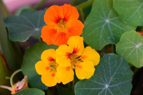 Nasturtium Flores Naranjas Pétalos — Foto de Stock