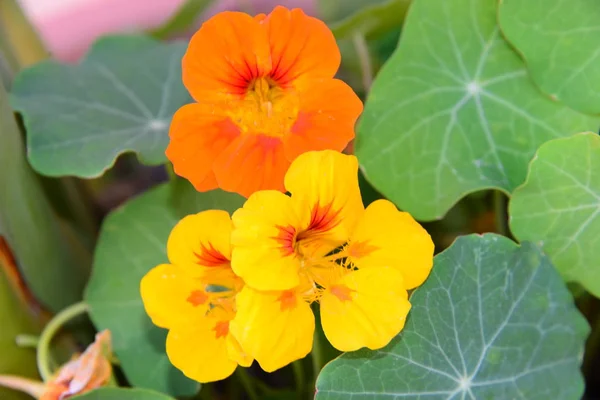 Nasturtium Orange Flowers Petals — Stock Photo, Image
