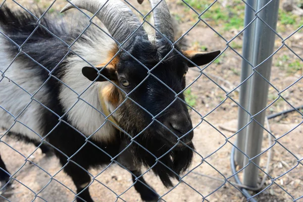 Eine Ziege Zoo — Stockfoto