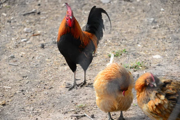 Der Hühnerstall Spanien — Stockfoto