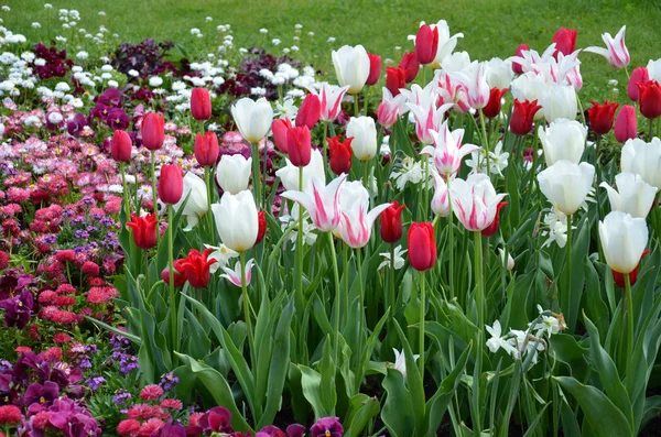 Belles Fleurs Tulipes Printemps Flore — Photo