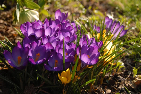 Crocus Flowers Spring Flora — Stock Photo, Image