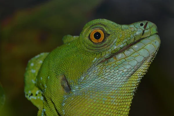 Lagarto Reptil Tropical — Foto de Stock