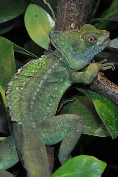 Wildlife Lizard Animal Reptile — Stock Photo, Image