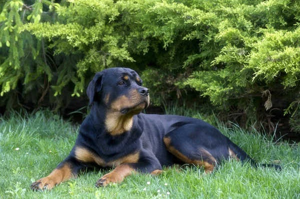 Retrato Cão Bonito — Fotografia de Stock