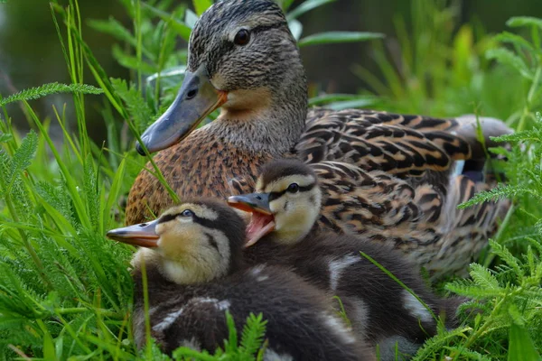 Descendência Nos Patos Reais — Fotografia de Stock