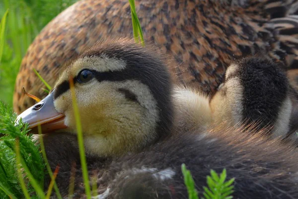 Descendência Nos Patos Reais — Fotografia de Stock